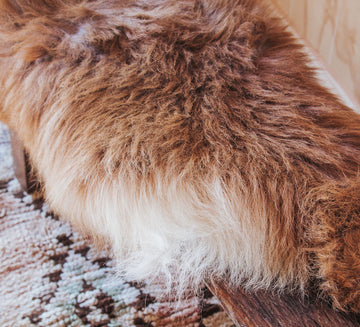 NZ long wool sheepskin karakul ginger 