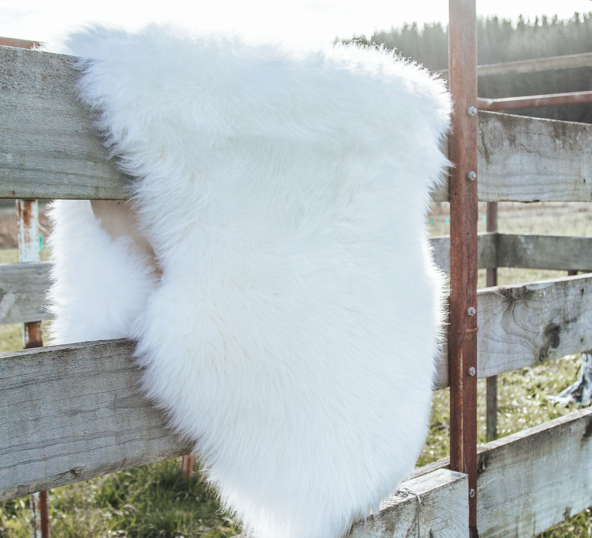 boho nz longwool sheepskin in ivory white